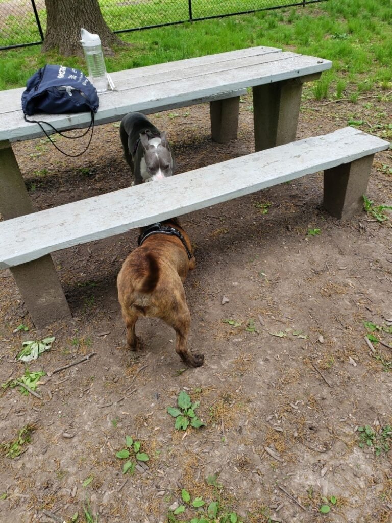 madison dog park madison 5 1 768x1024