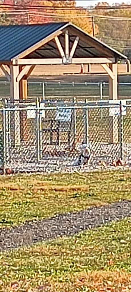 mansfield bark park columbus 4 scaled 1 461x1024