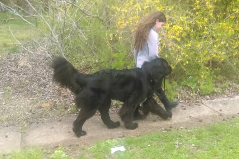 marlboro dog park marlboro township 3 1 768x512