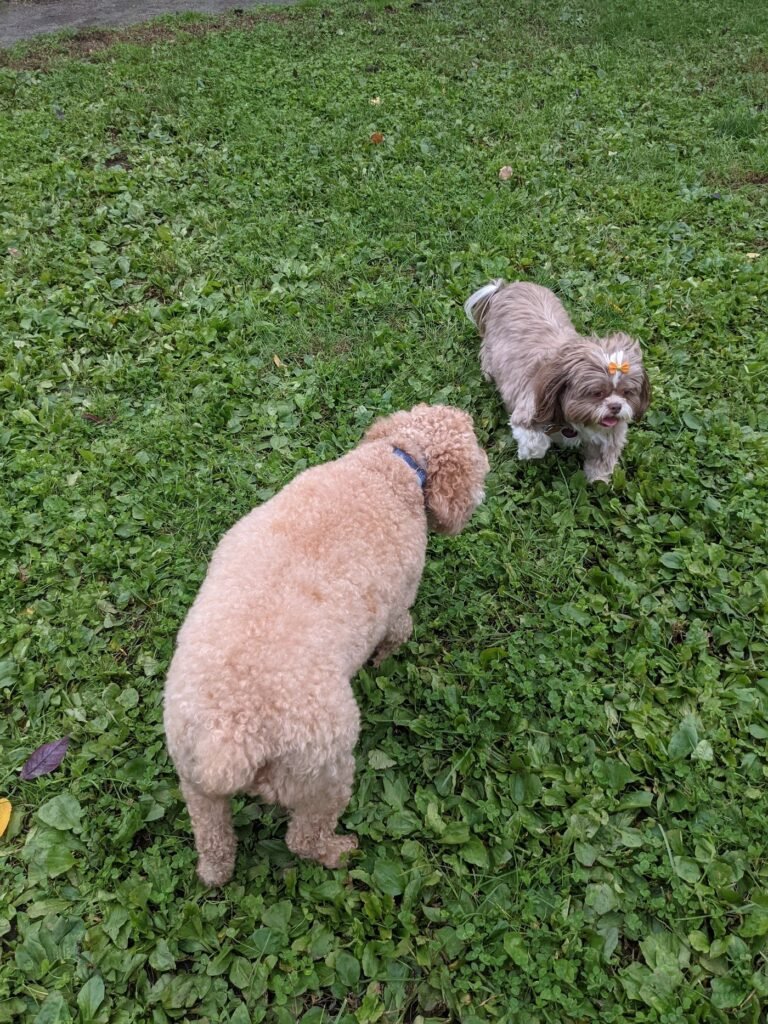 marlboro dog park marlboro township 5 1 768x1024