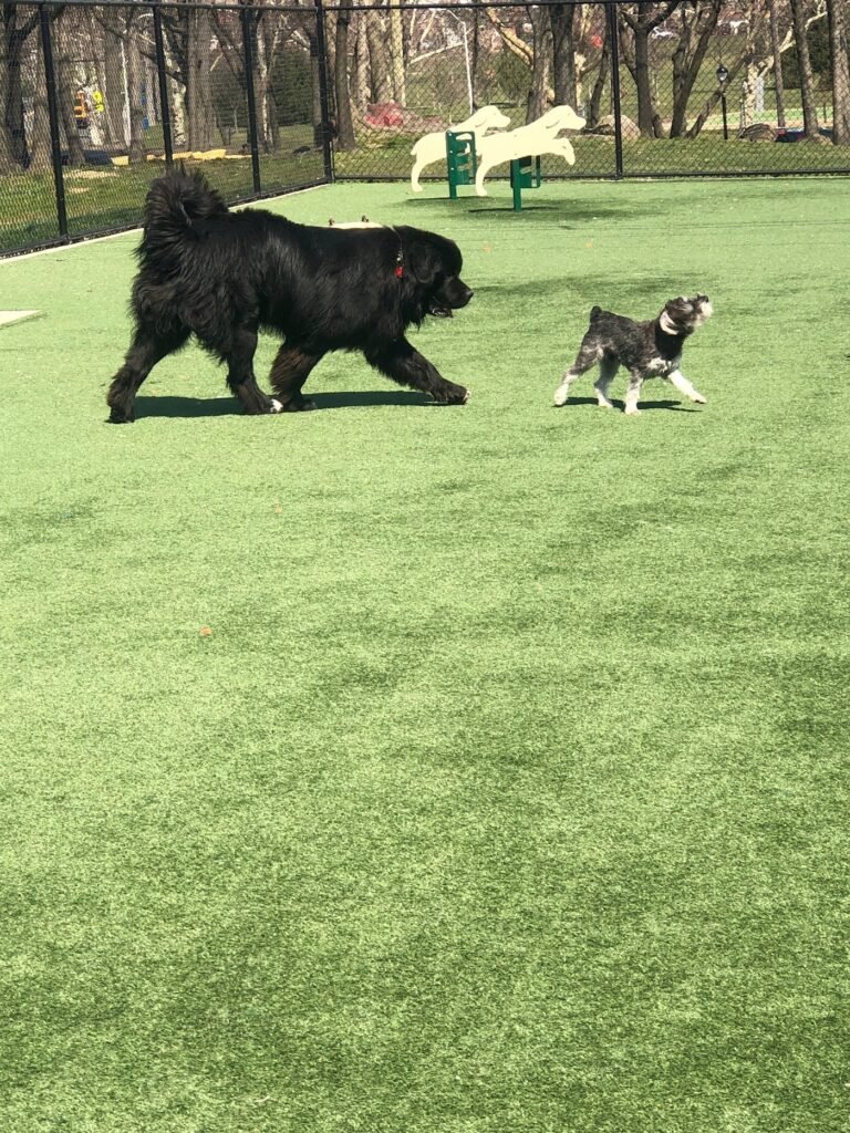 north hudson county park dog park north bergen 2 1 768x1024