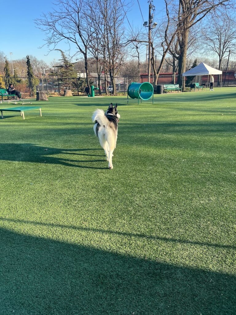 north hudson county park dog park north bergen 5 1 768x1024