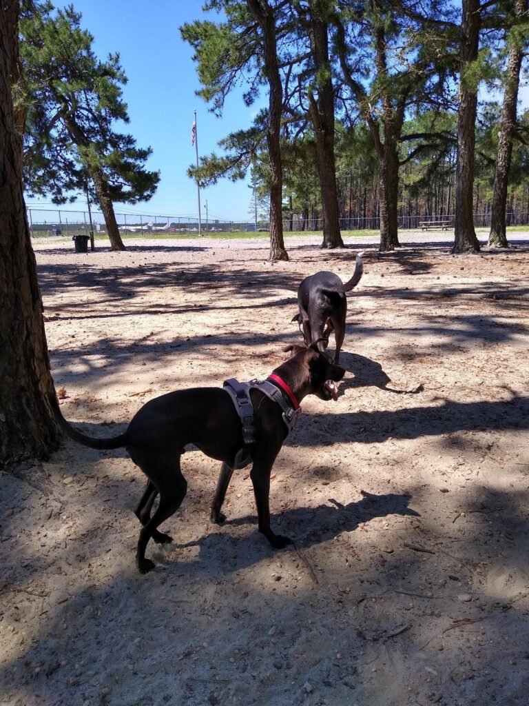 ocean county off leash dog area bayville 2 1 768x1024