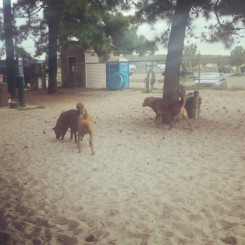 ocean county off leash dog area bayville 4 1 1024x1024