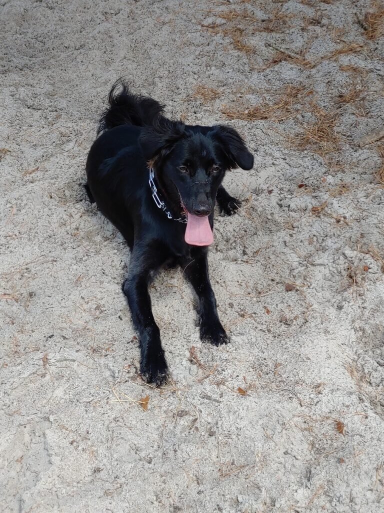 ocean county park off leash dog run lakewood 4 1 768x1024