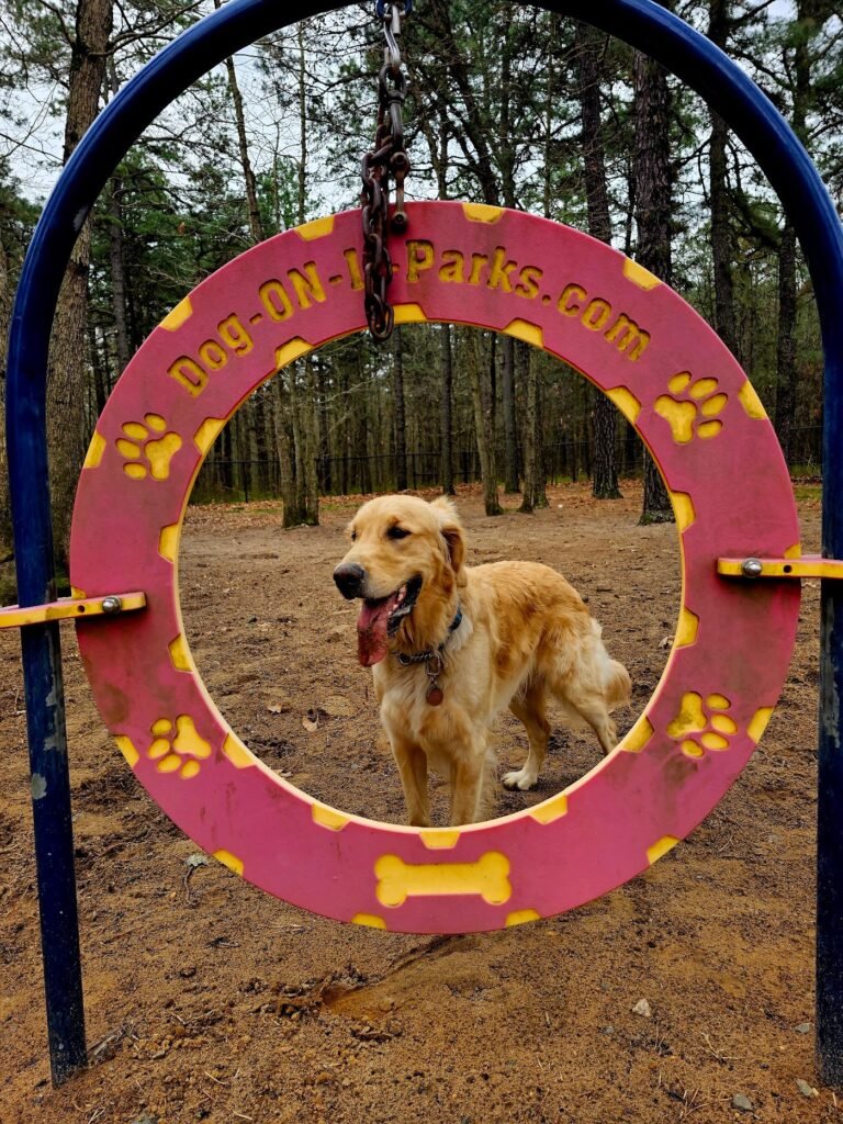 old bridge bark park old bridge 3 1 768x1024