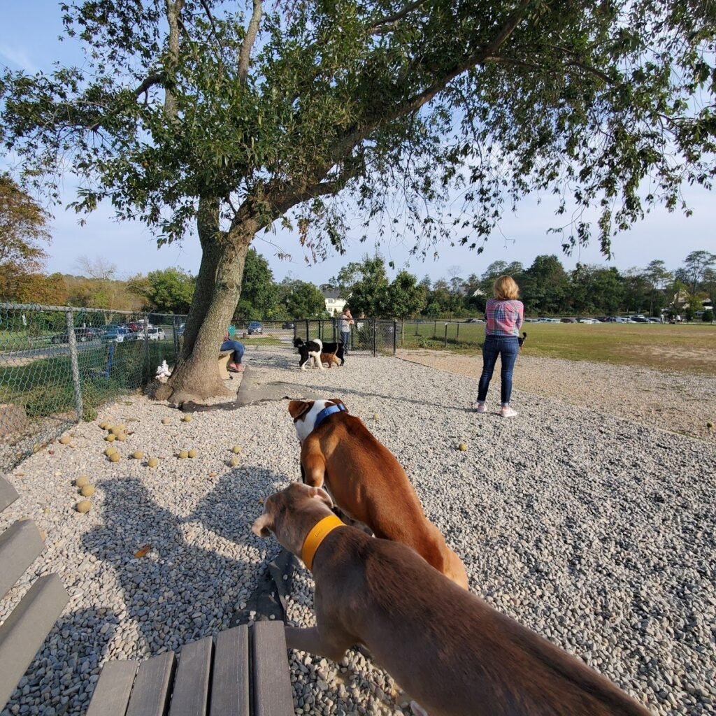 orchard park dog park manasquan 5 1 1024x1024
