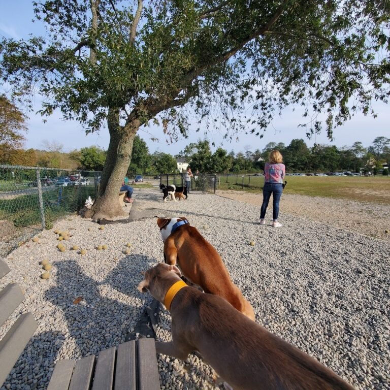 orchard park dog park manasquan 5 1 768x768
