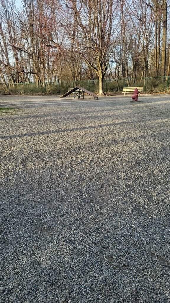 randolph dog park randolph 4 1 576x1024