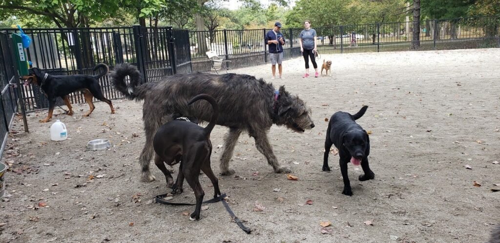 ridgewood dog park ridgewood 3 1 1024x498