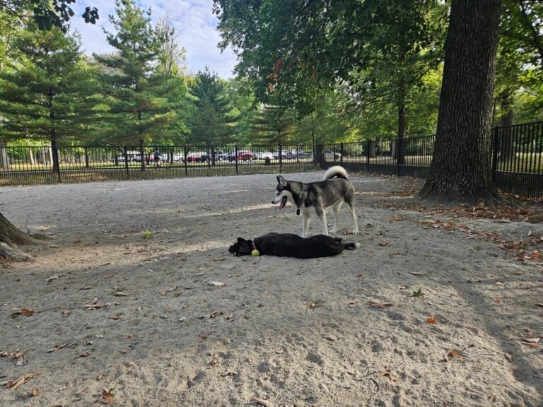 ridgewood dog park ridgewood 4 1 768x576