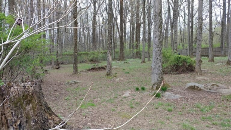 rocky top dog park princeton 4 1 768x432