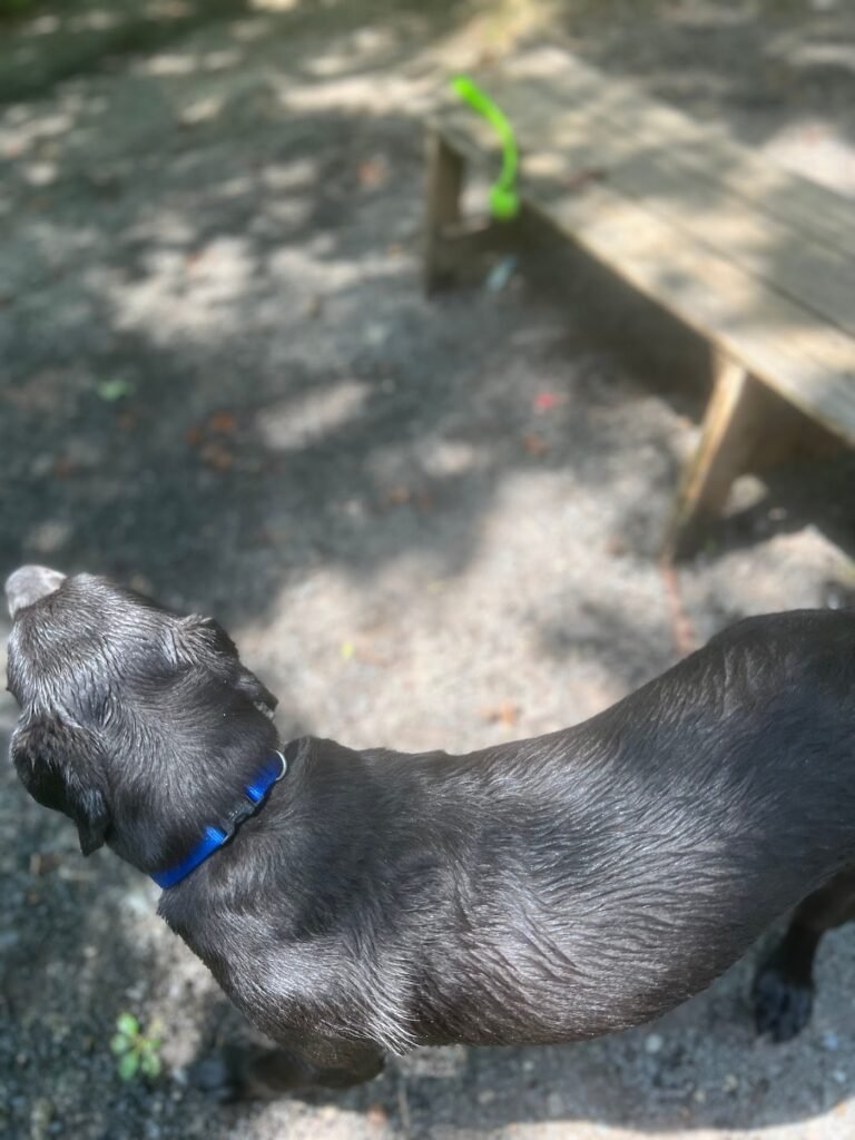 rocky top dog park princeton 5 1 768x1024