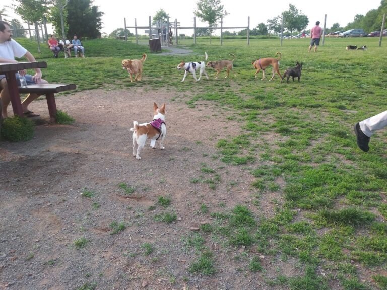 rosedale dog park pennington 3 1 768x576