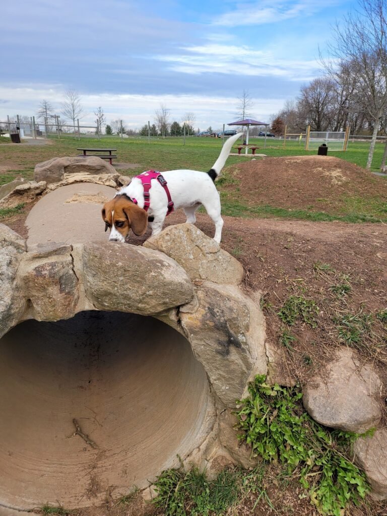 rosedale dog park pennington 5 1 768x1024