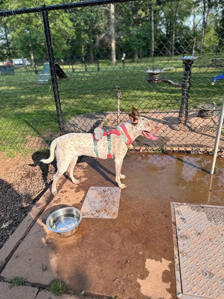 roselle dog park roselle 2 1 768x1024