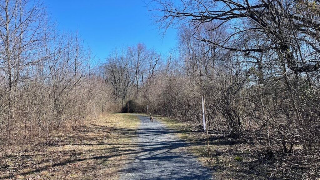 swede run fields dog park moorestown 3 1 1024x576