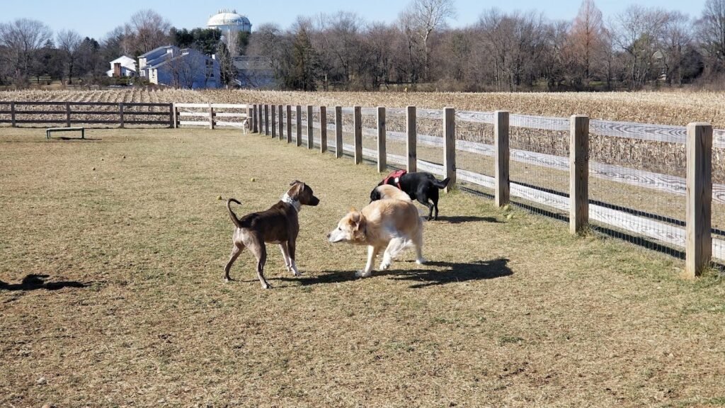 swede run fields dog park moorestown 4 1 1024x576