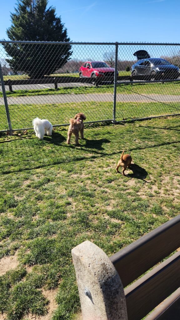 thompson park dog park monroe township 4 1 576x1024