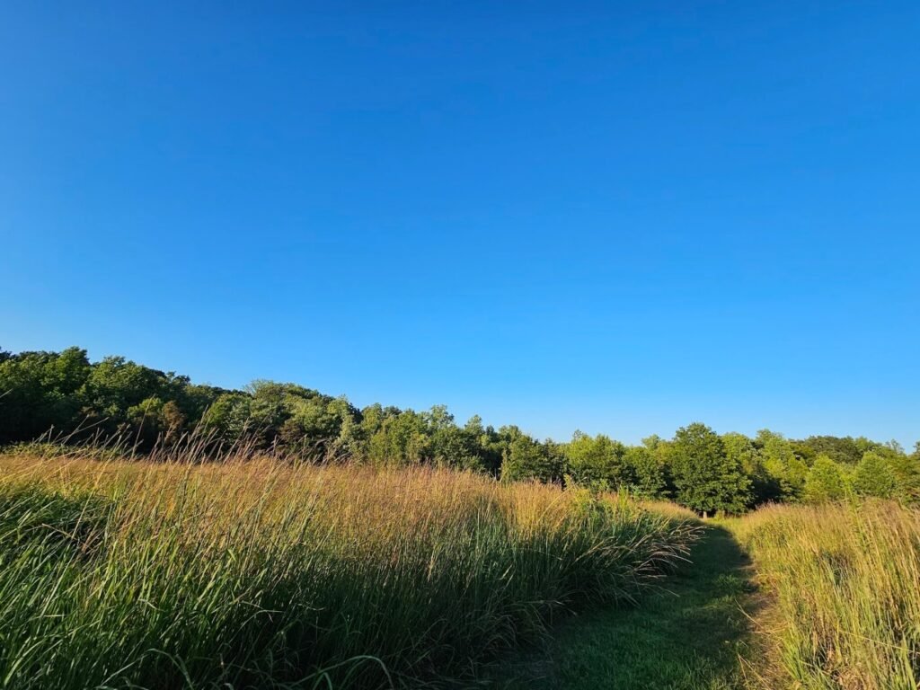 thompson park dog park monroe township 5 1 1024x768