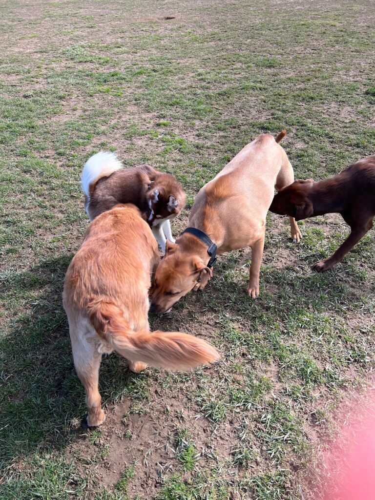 thompson park off leash dog area lincroft 3 1 768x1024