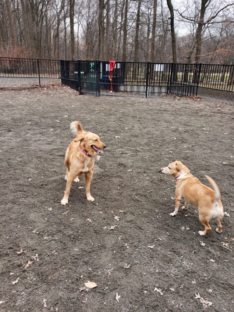 van saun dog park river edge 2 1 768x1024