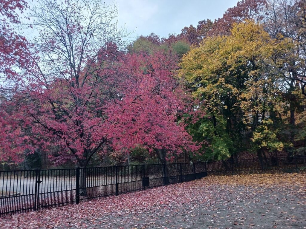 van saun dog park river edge 3 1 1024x768
