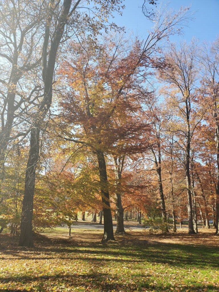 van saun dog park river edge 4 1 768x1024