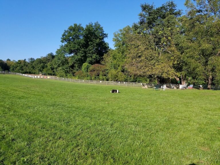 vernon dog park vernon township 2 1 768x576
