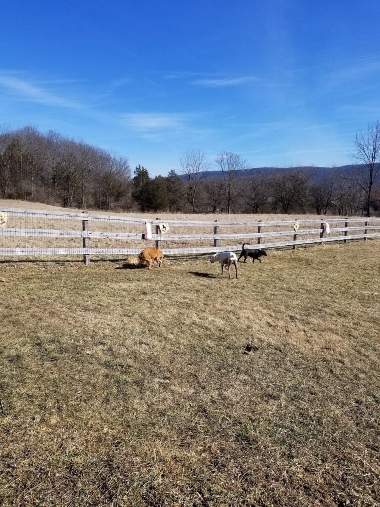 vernon dog park vernon township 3 1 768x1024