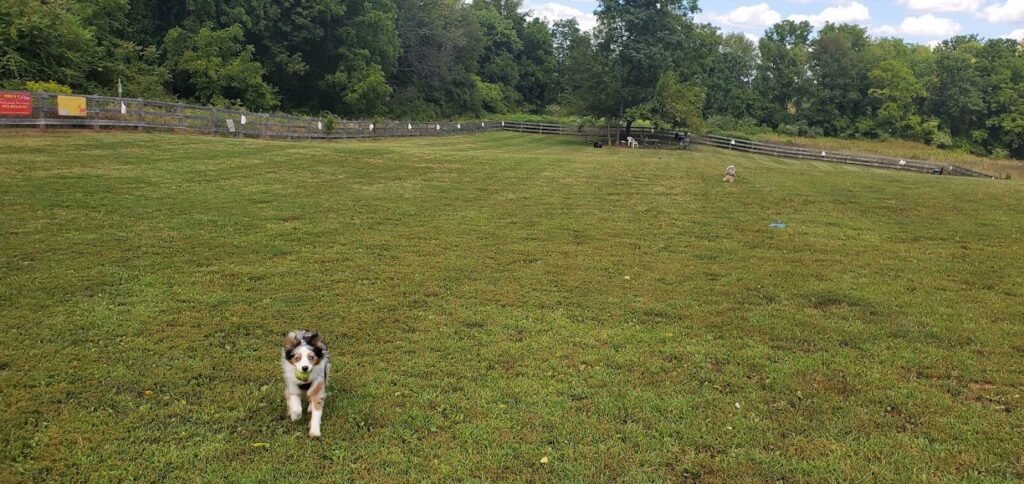vernon dog park vernon township 5 1 1024x484