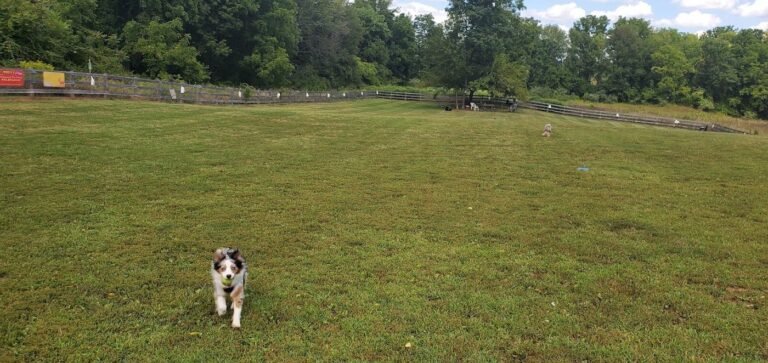 vernon dog park vernon township 5 1 768x363