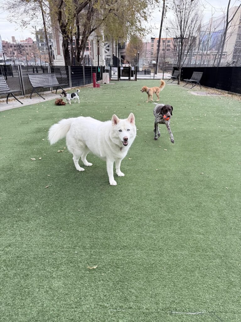 viaduct park dog park hoboken 4 1 768x1024