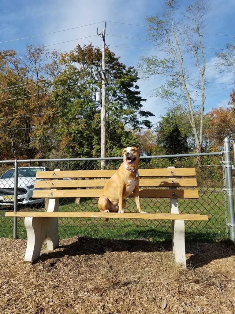 wall township off leash dog park wall township 5 1 768x1024