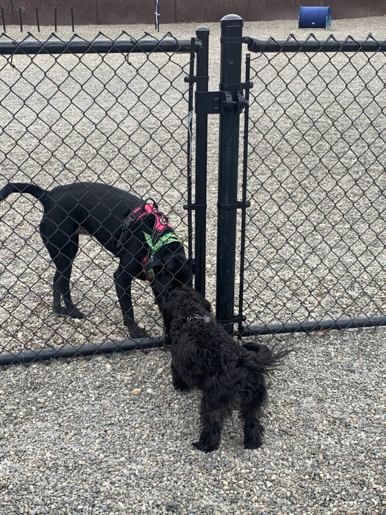 wanaque dog park haskell 3 1 768x1024