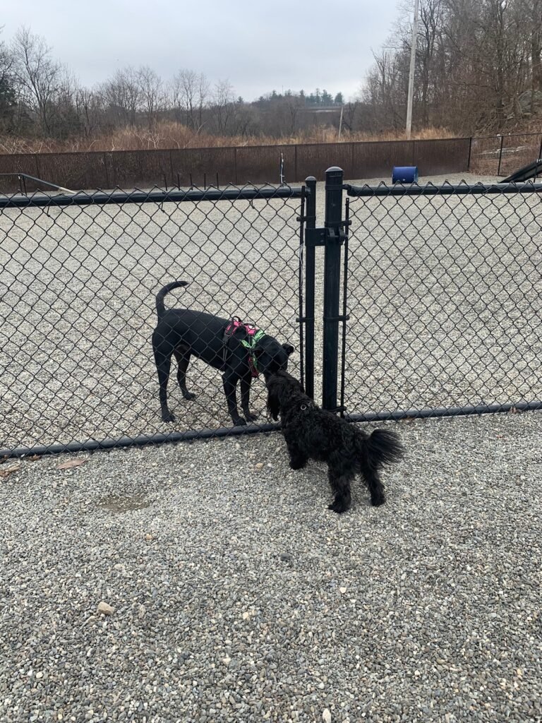 wanaque dog park haskell 4 1 768x1024