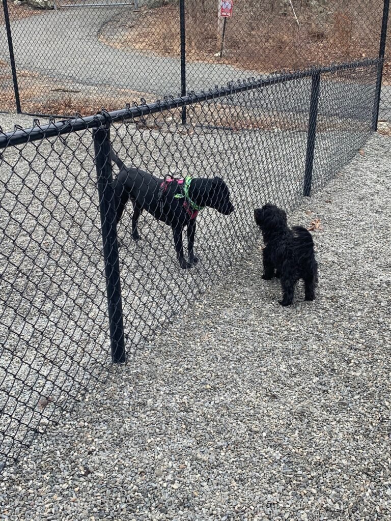 wanaque dog park haskell 5 1 768x1024