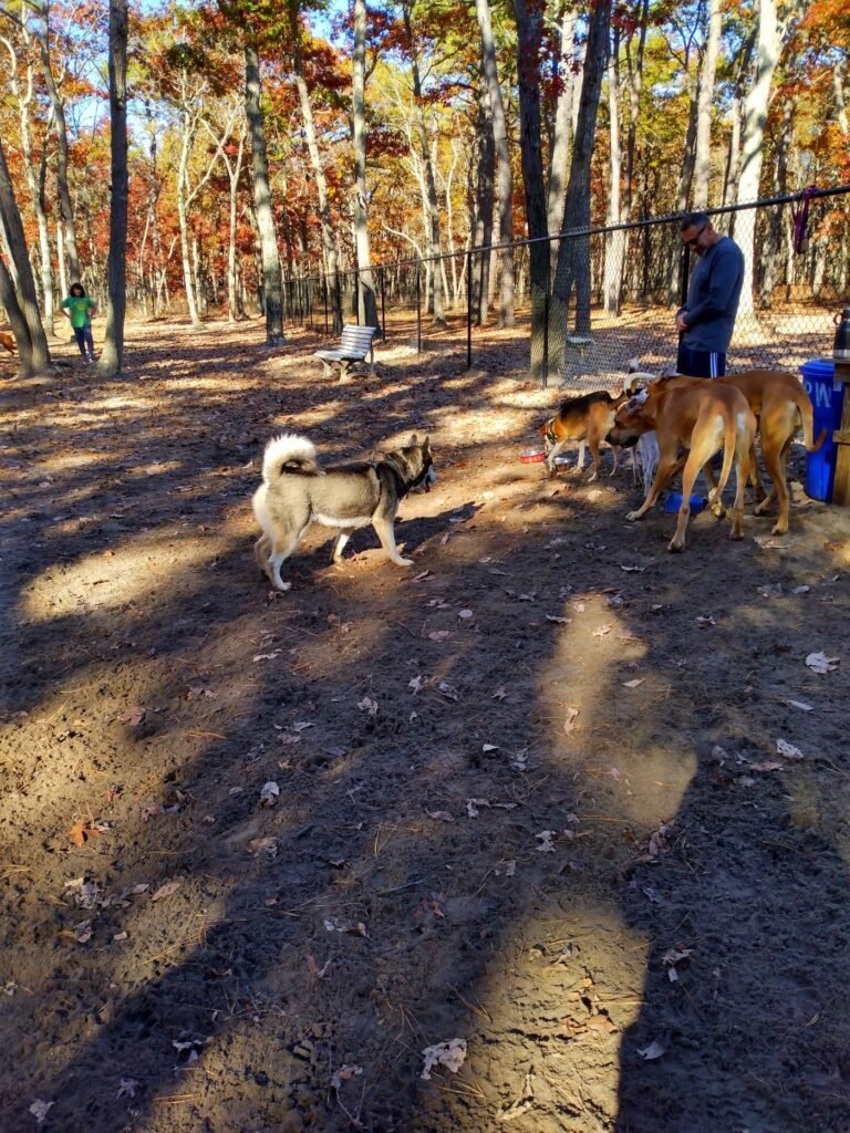 waretown dog park waretown 2 1 768x1024
