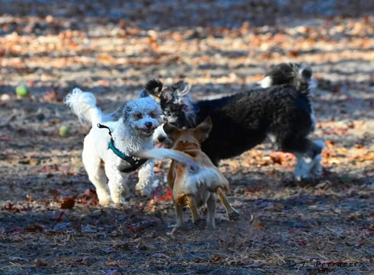 waretown dog park waretown 3 1 768x566