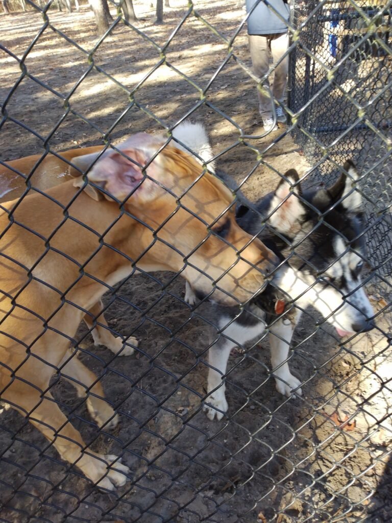 waretown dog park waretown 5 1 768x1024