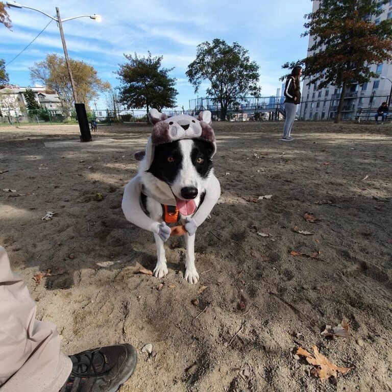 washington park dog run union city 3 1 768x768