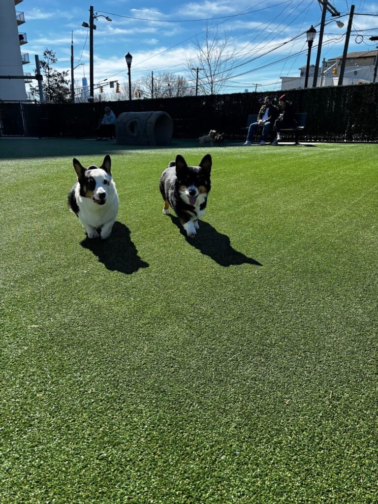 washington park dog run union city 5 1 768x1024