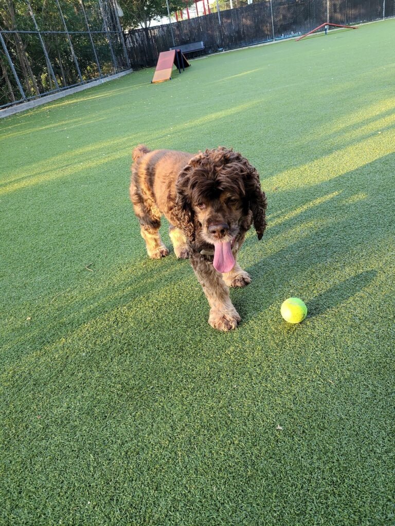 west new york dog park west new york 2 1 768x1024