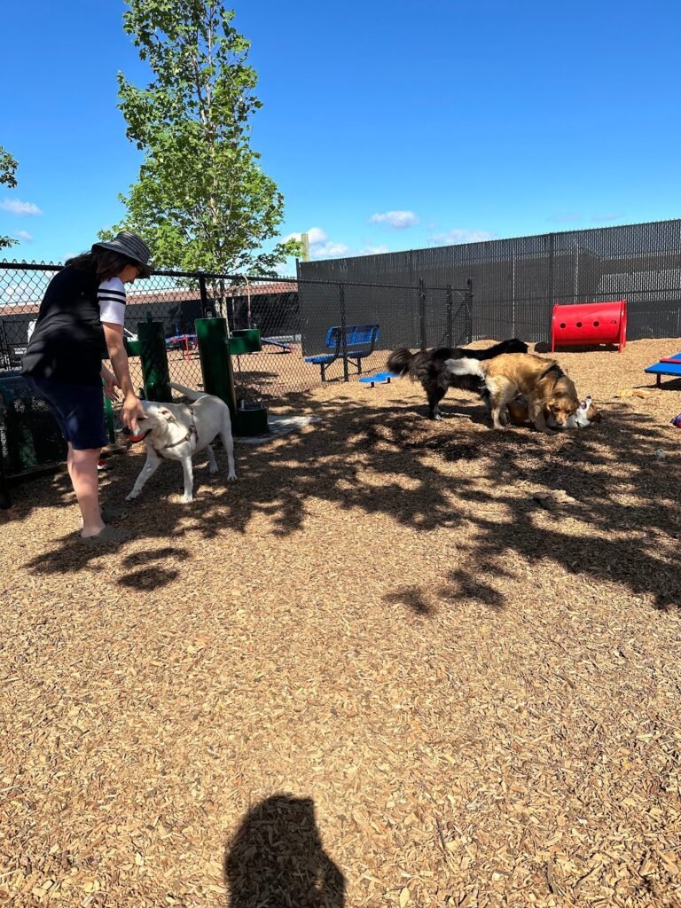 wood ridge dog park wood ridge 5 1 768x1024