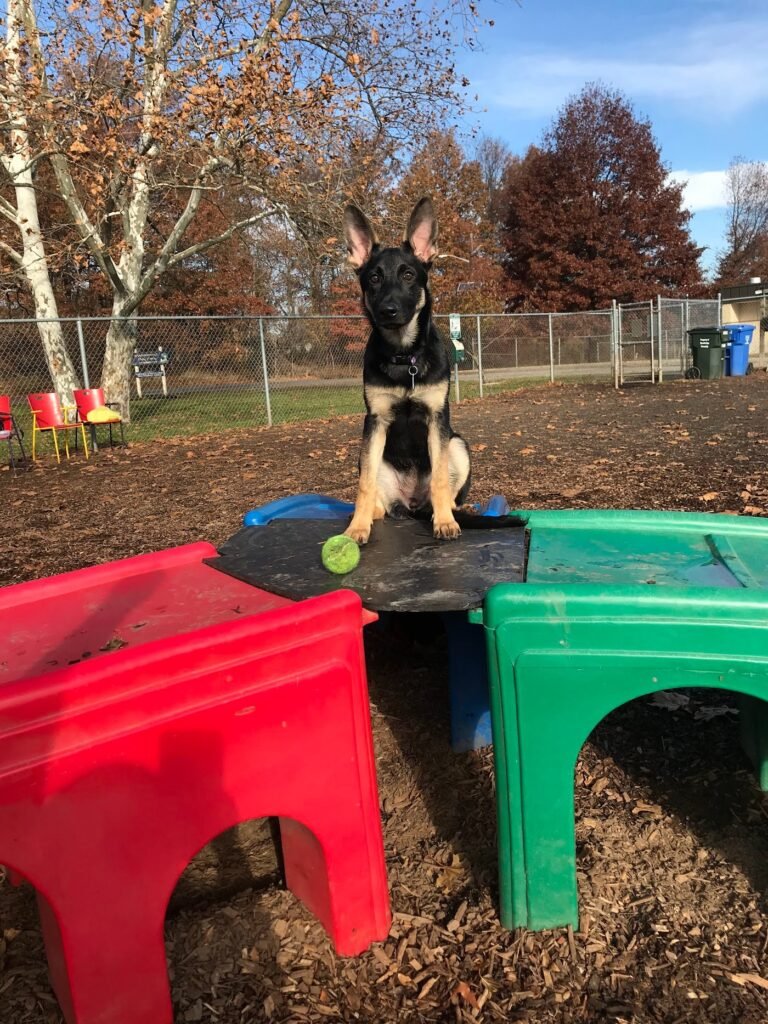 woodbridge dog park sewaren 5 1 768x1024